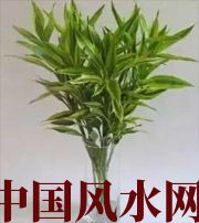 三沙十二生肖养什么植物最旺财运？你知道吗！